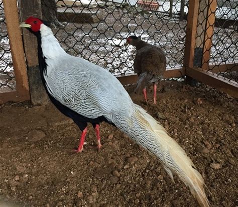 金雞飼養|“金雞”不好惹 “銀雞”更難顧 